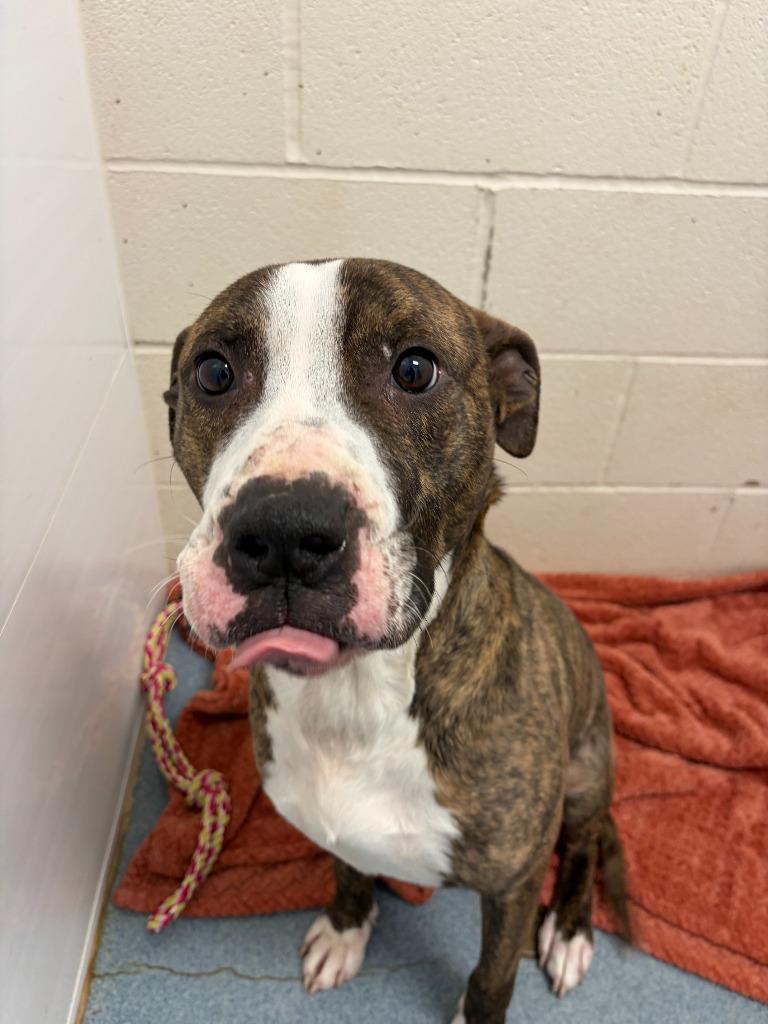 Enlarge Mick, a Adoptable mixed breed in Portland, IN image 2/4