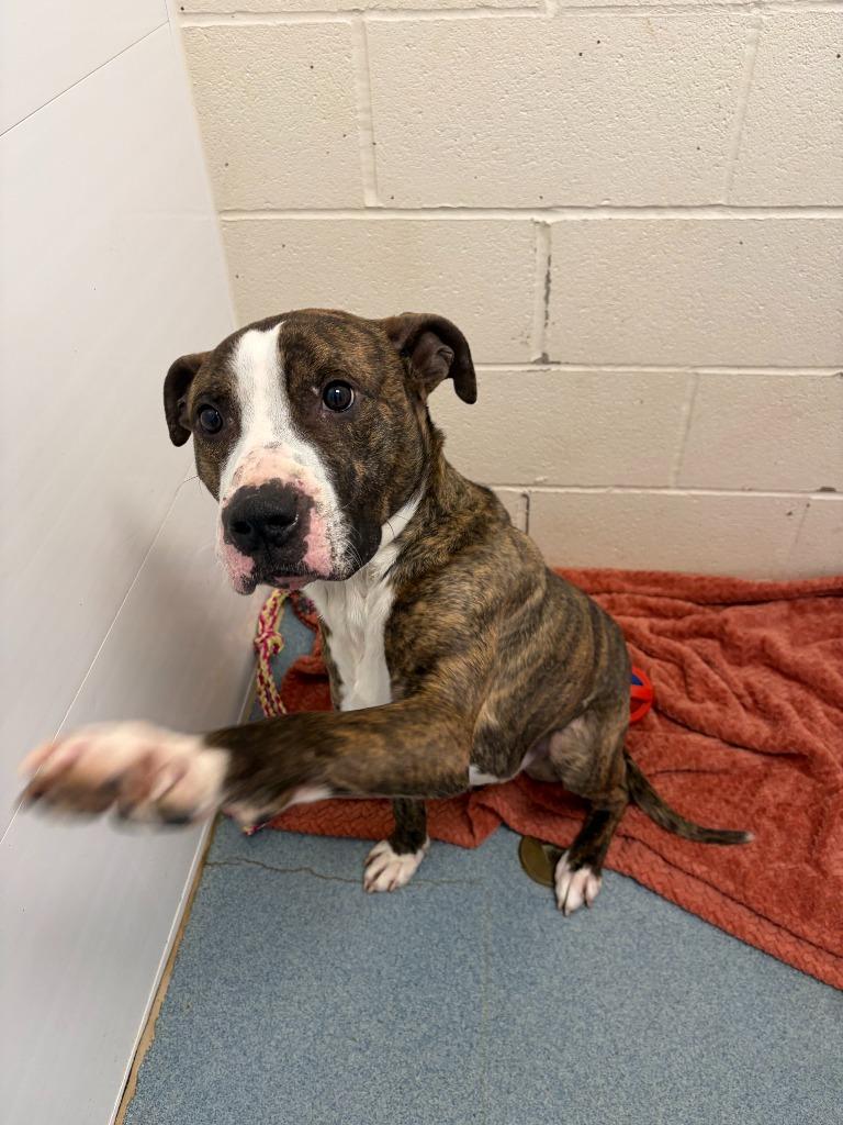 Enlarge Mick, a Adoptable mixed breed in Portland, IN image 3/4