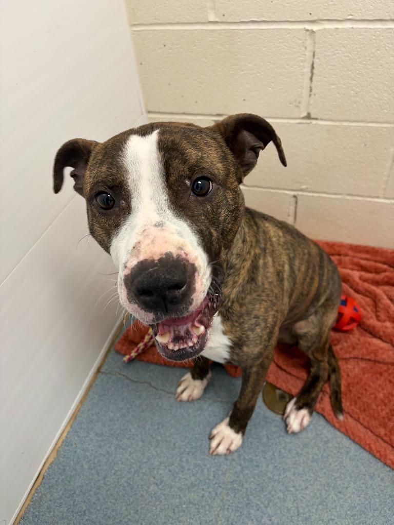 Enlarge Mick, a Adoptable mixed breed in Portland, IN image 4/4