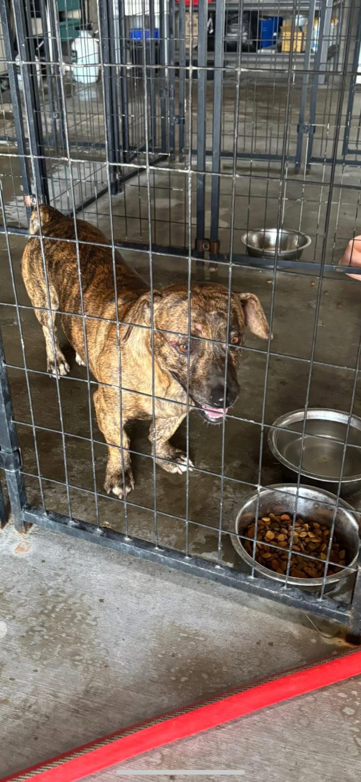 Snoz, Adoptable, Adult Male Dachshund.