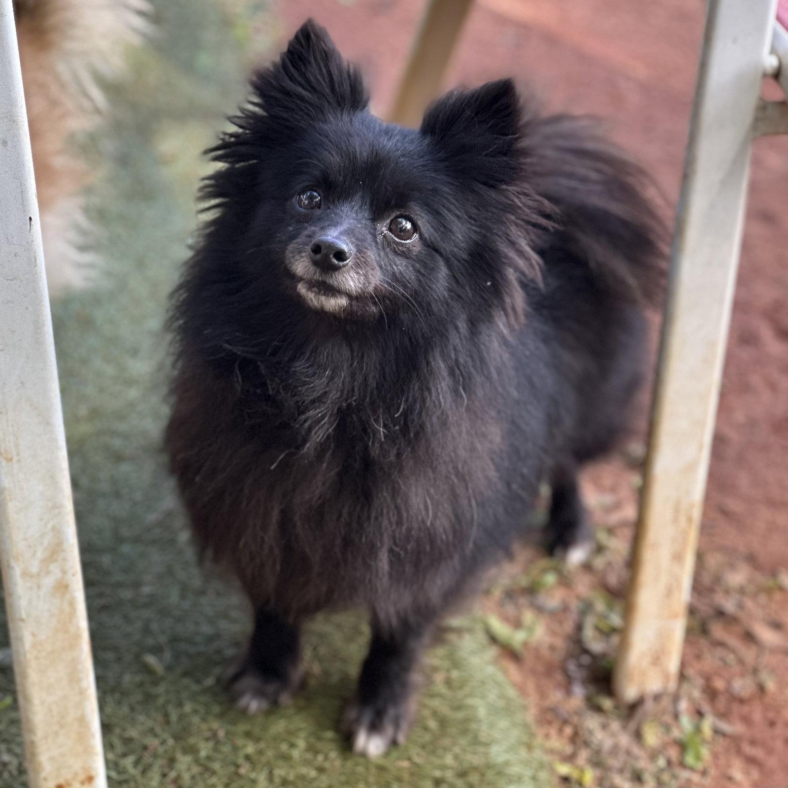 Sasha, Adoptable, Young Female Pomeranian.
