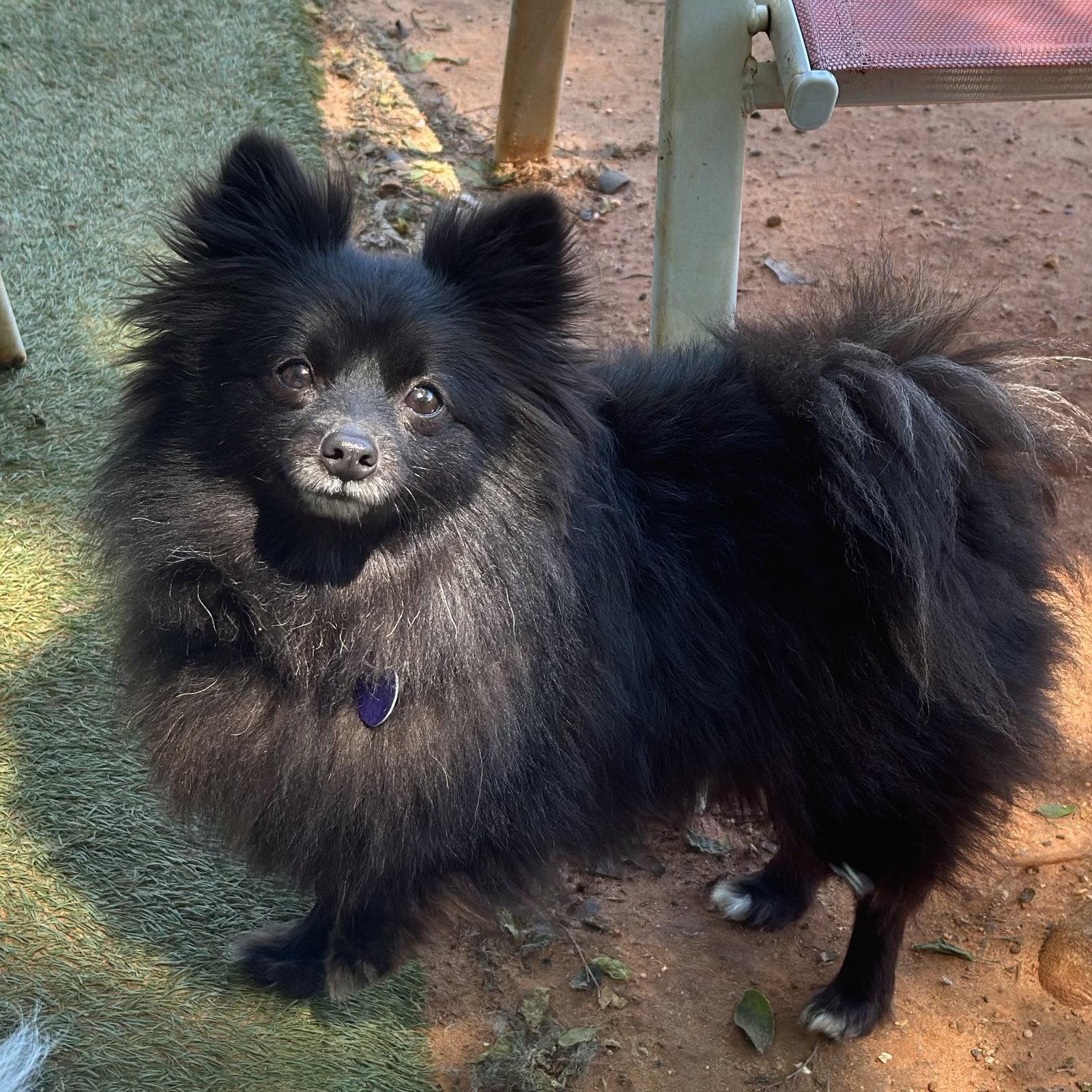 Enlarge Sasha, a Adoptable Pomeranian in Garland, TX image 2/3