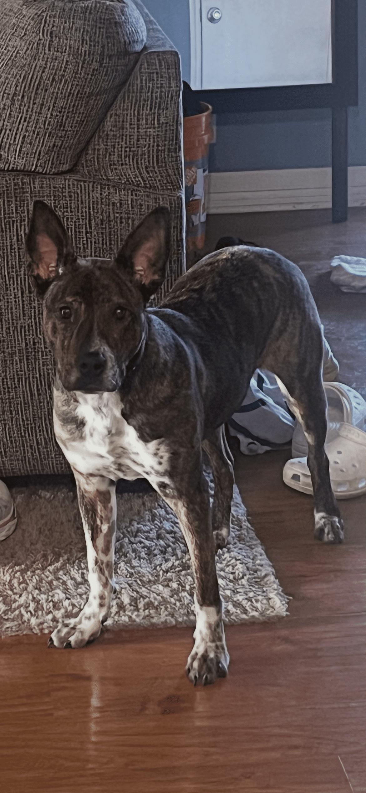 Enlarge Captain, a Adoptable mixed breed in McKinney, TX image 1/3