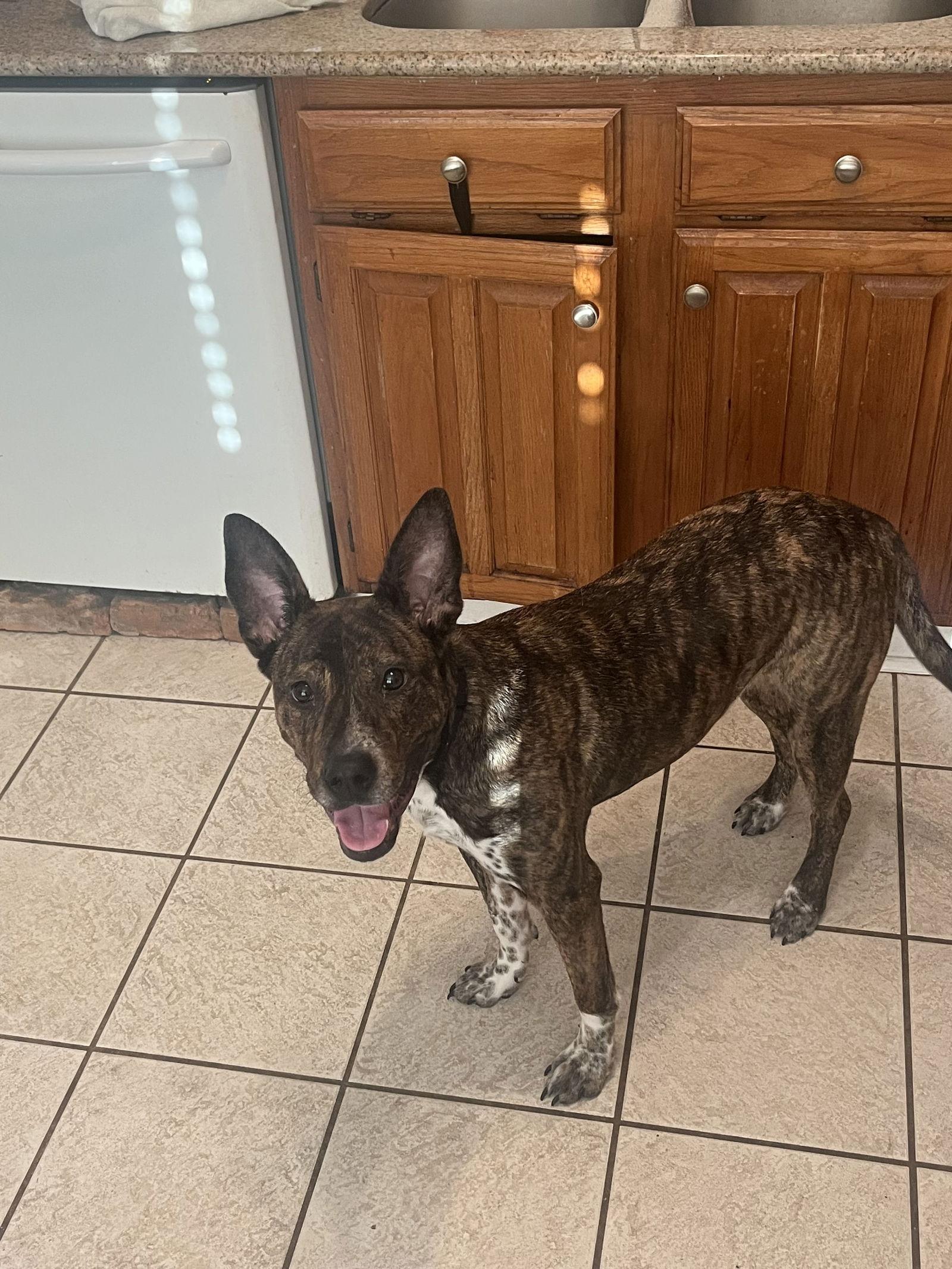 Enlarge Captain, a Adoptable mixed breed in McKinney, TX image 2/3