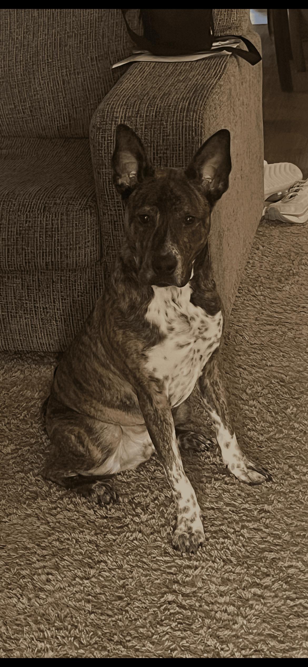 Enlarge Captain, a Adoptable mixed breed in McKinney, TX image 3/3