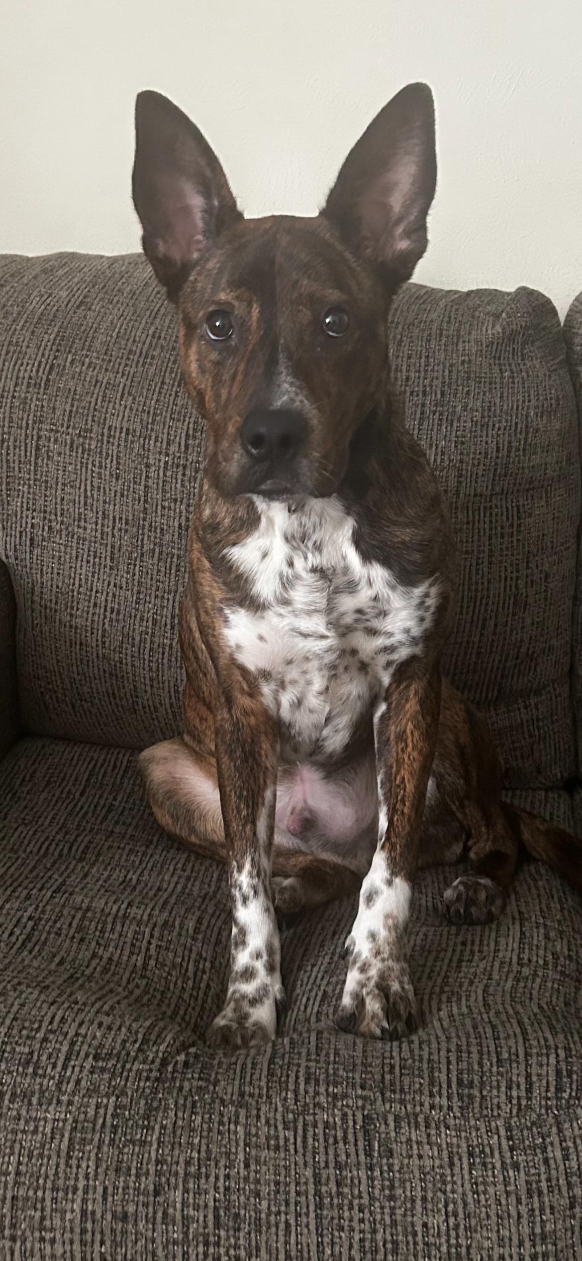 Enlarge Captain, a Adoptable mixed breed in McKinney, TX image 3/3