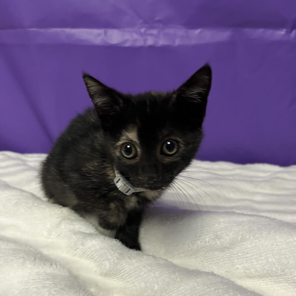 Eden, a Adoptable Domestic Short Hair in North Myrtle Beach, SC image 1/2