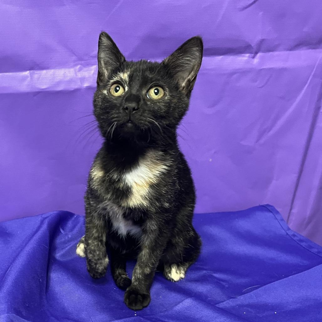 Eden, a Adoptable Domestic Short Hair in North Myrtle Beach, SC image 2/2