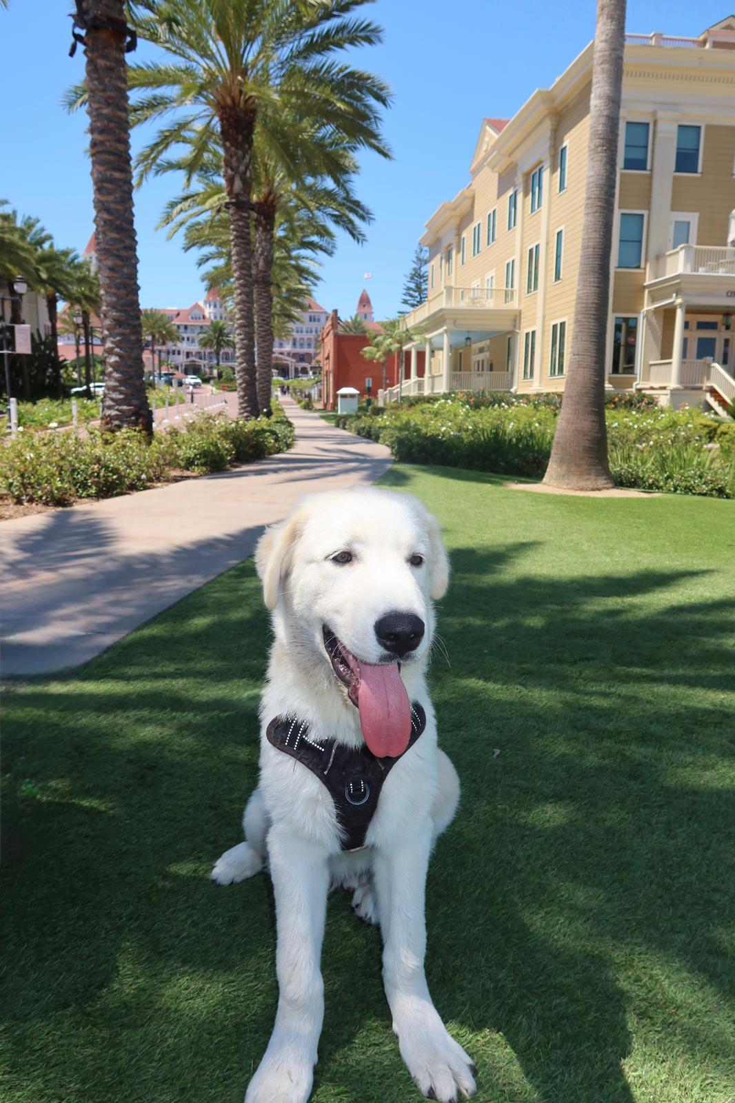Enlarge Maxx, an adopted mixed breed in Carlsbad, CA image 3/4