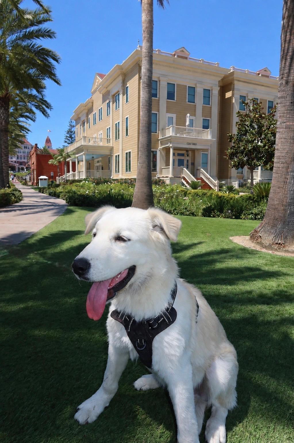 Enlarge Maxx, an adopted mixed breed in Carlsbad, CA image 2/4