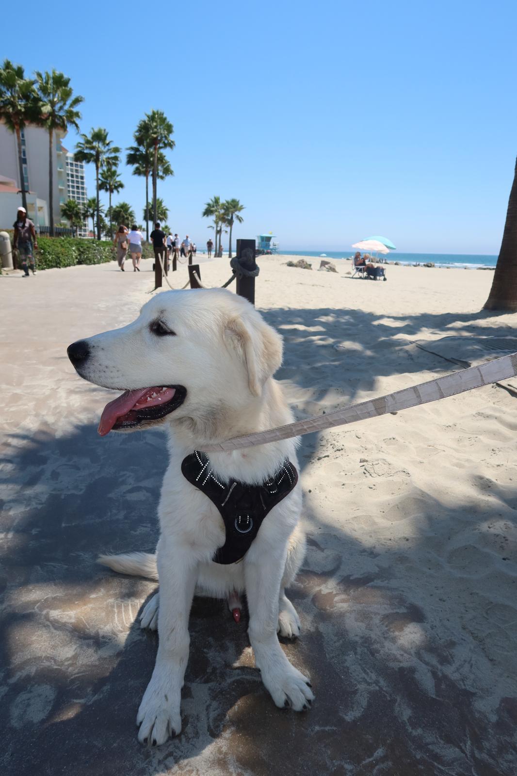 Enlarge Maxx, an adopted mixed breed in Carlsbad, CA image 4/4