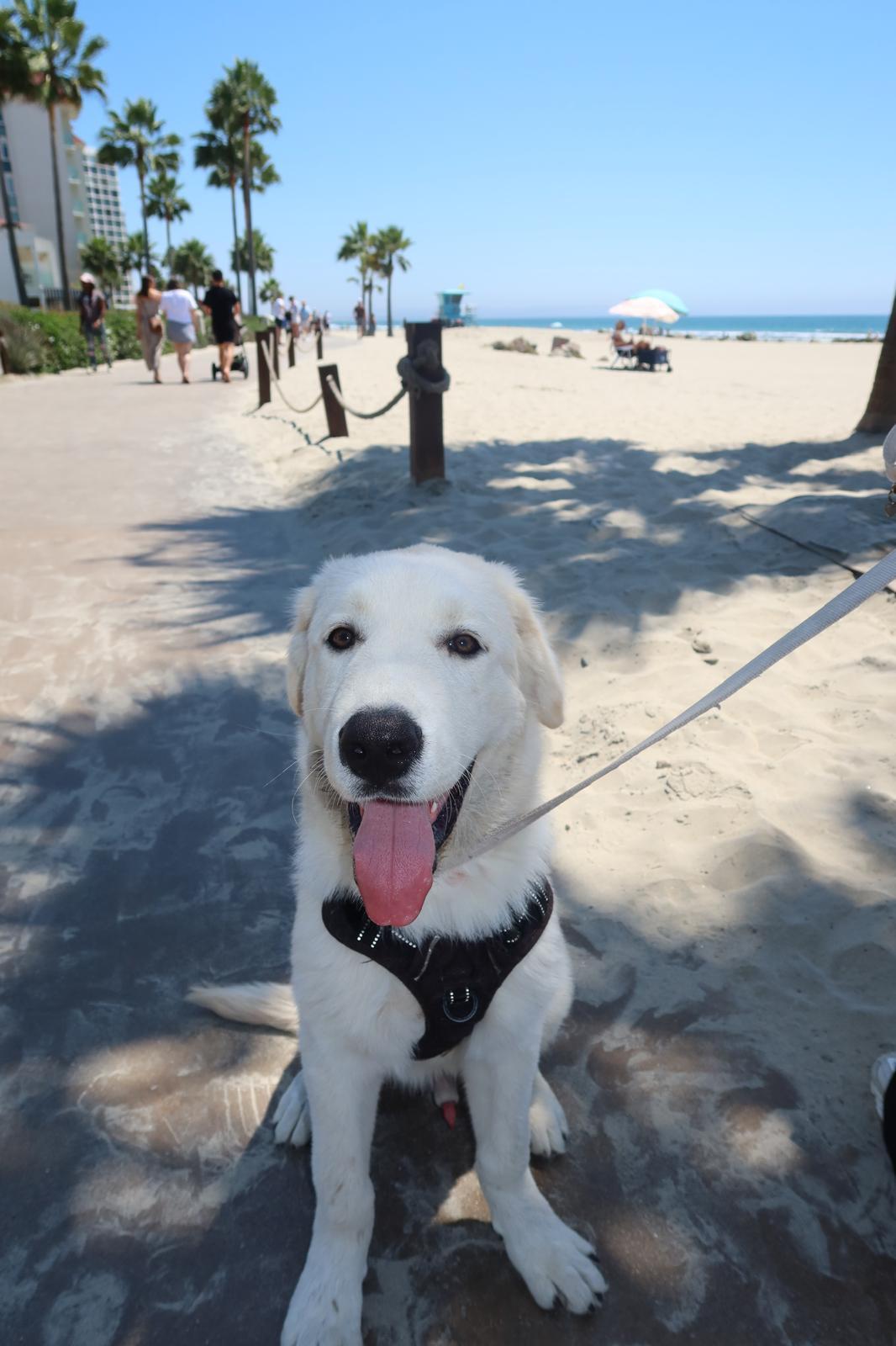 Enlarge Maxx, an adopted mixed breed in Carlsbad, CA image 1/4