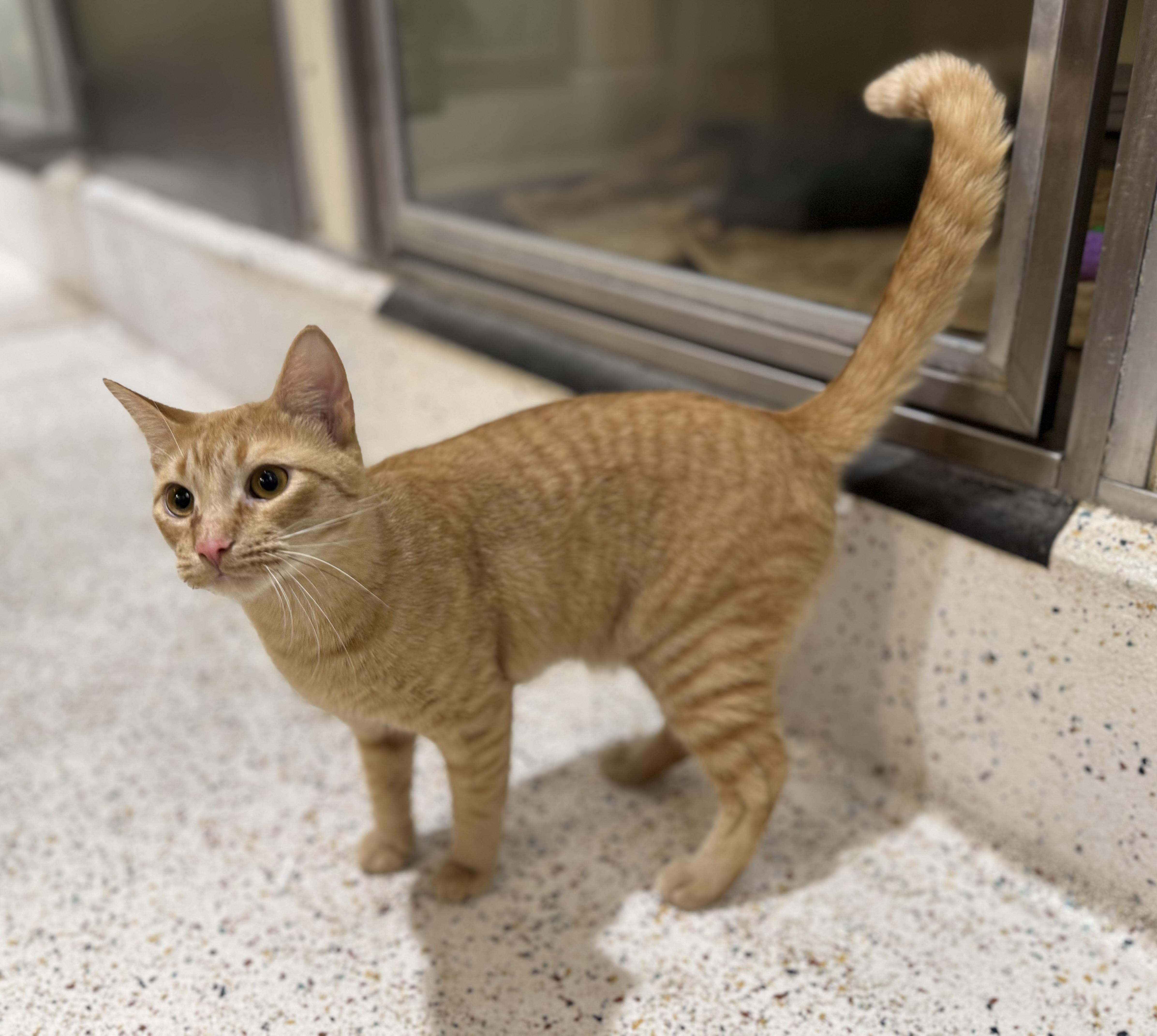 Spice, Adoptable, Adult Male Domestic Short Hair.