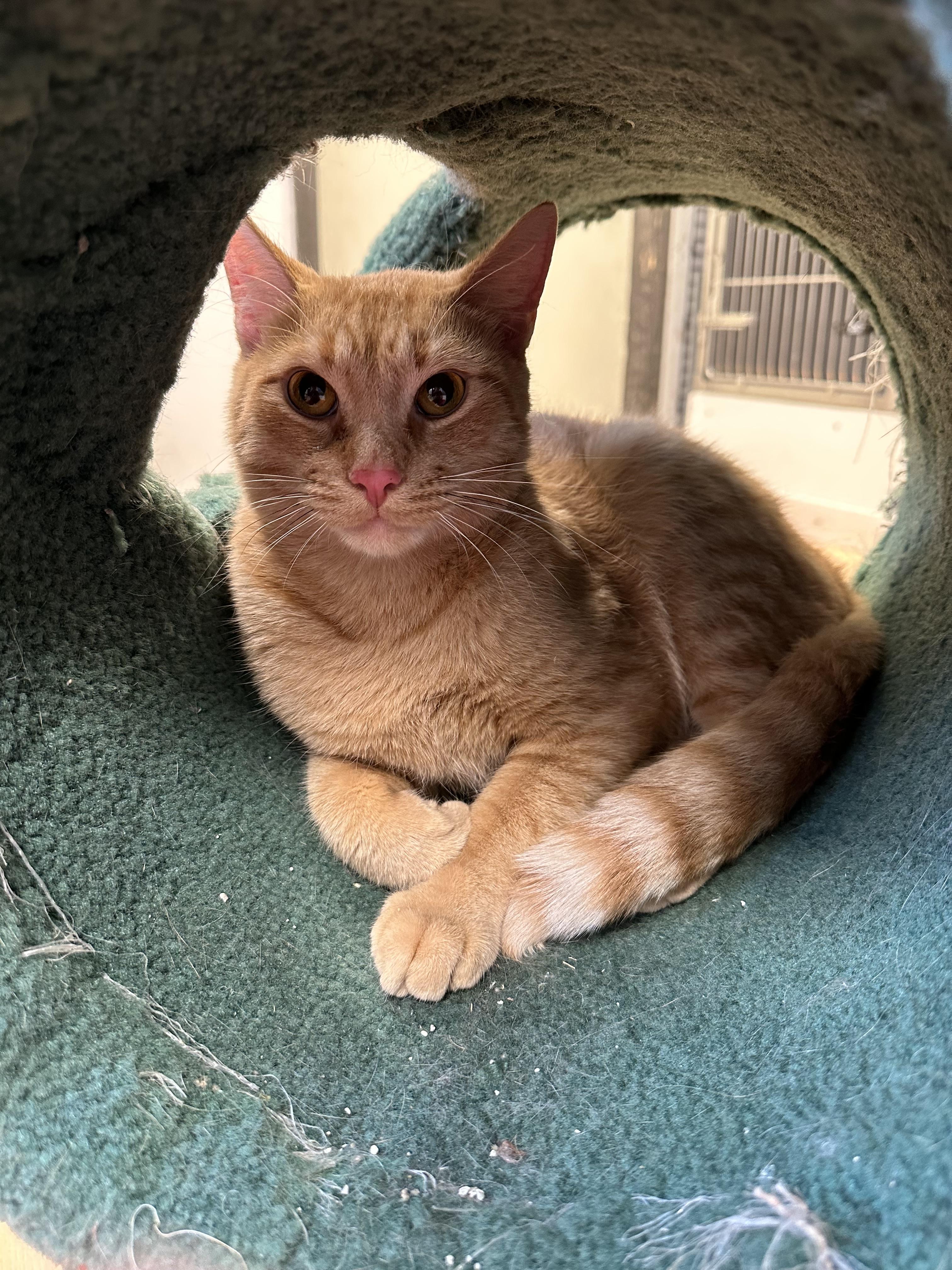 Enlarge Spice, a Adoptable Domestic Short Hair in Walker, MI image 2/6