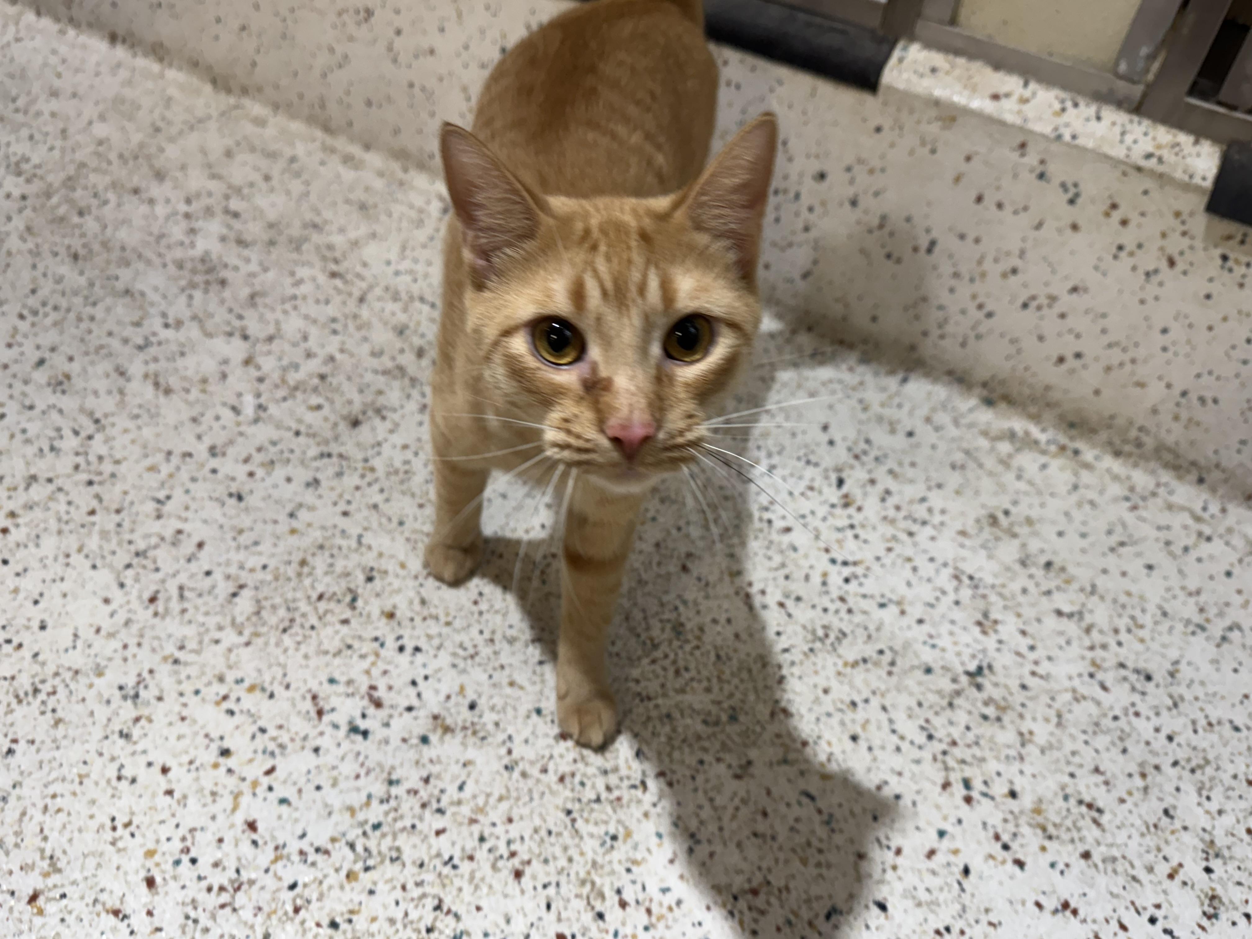 Enlarge Spice, a Adoptable Domestic Short Hair in Walker, MI image 3/6