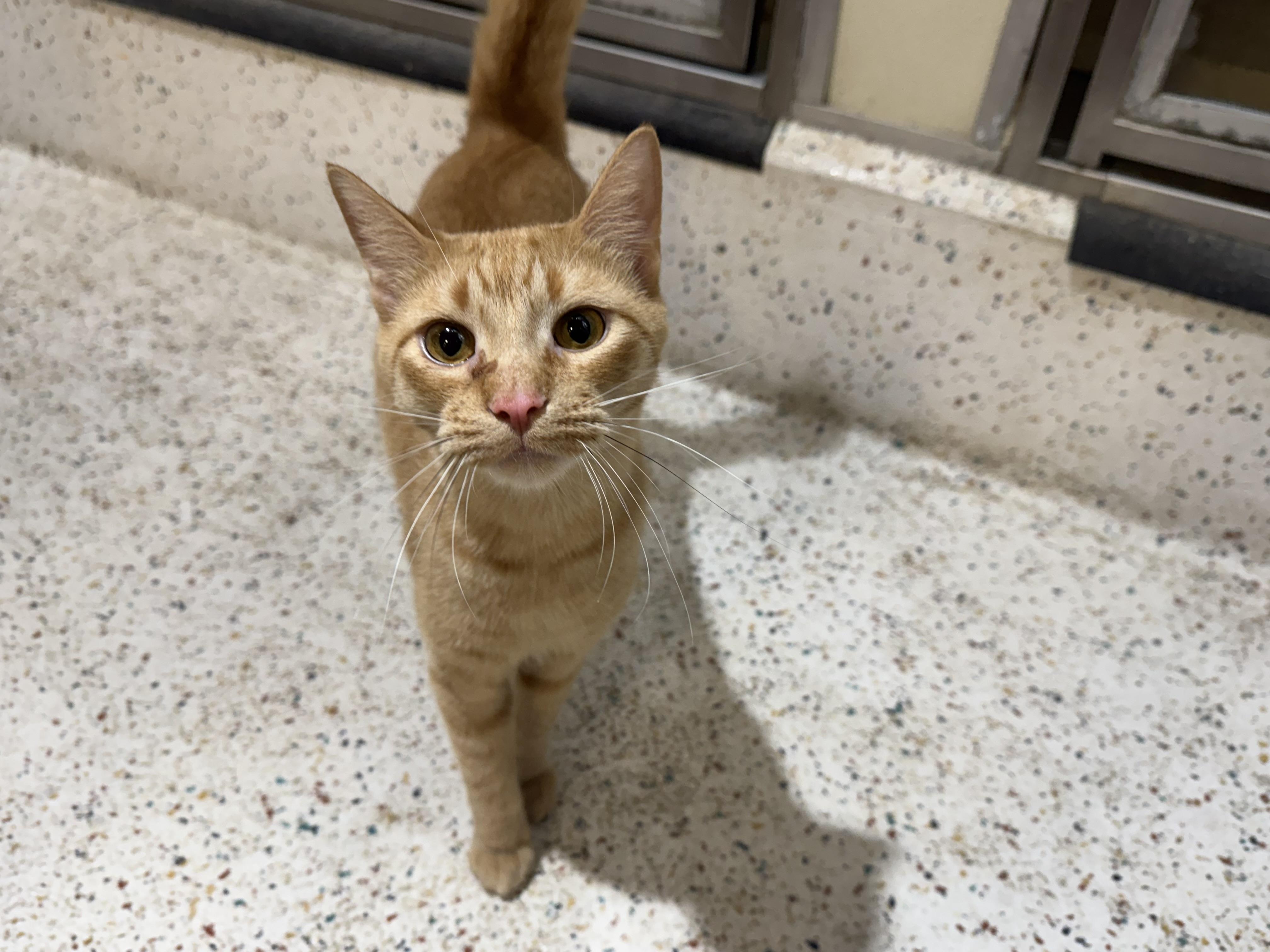 Enlarge Spice, a Adoptable Domestic Short Hair in Walker, MI image 4/6