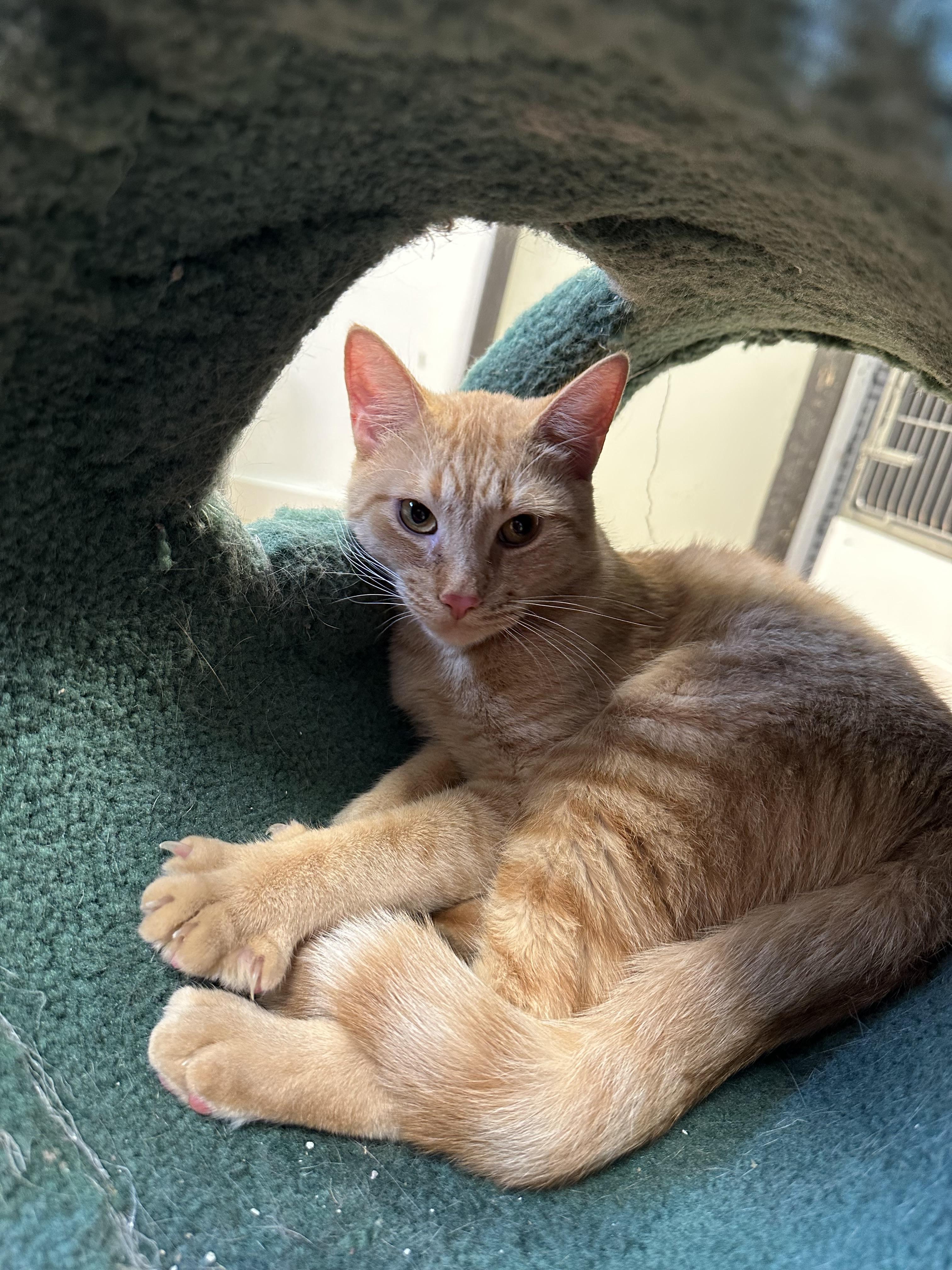 Enlarge Spice, a Adoptable Domestic Short Hair in Walker, MI image 5/6