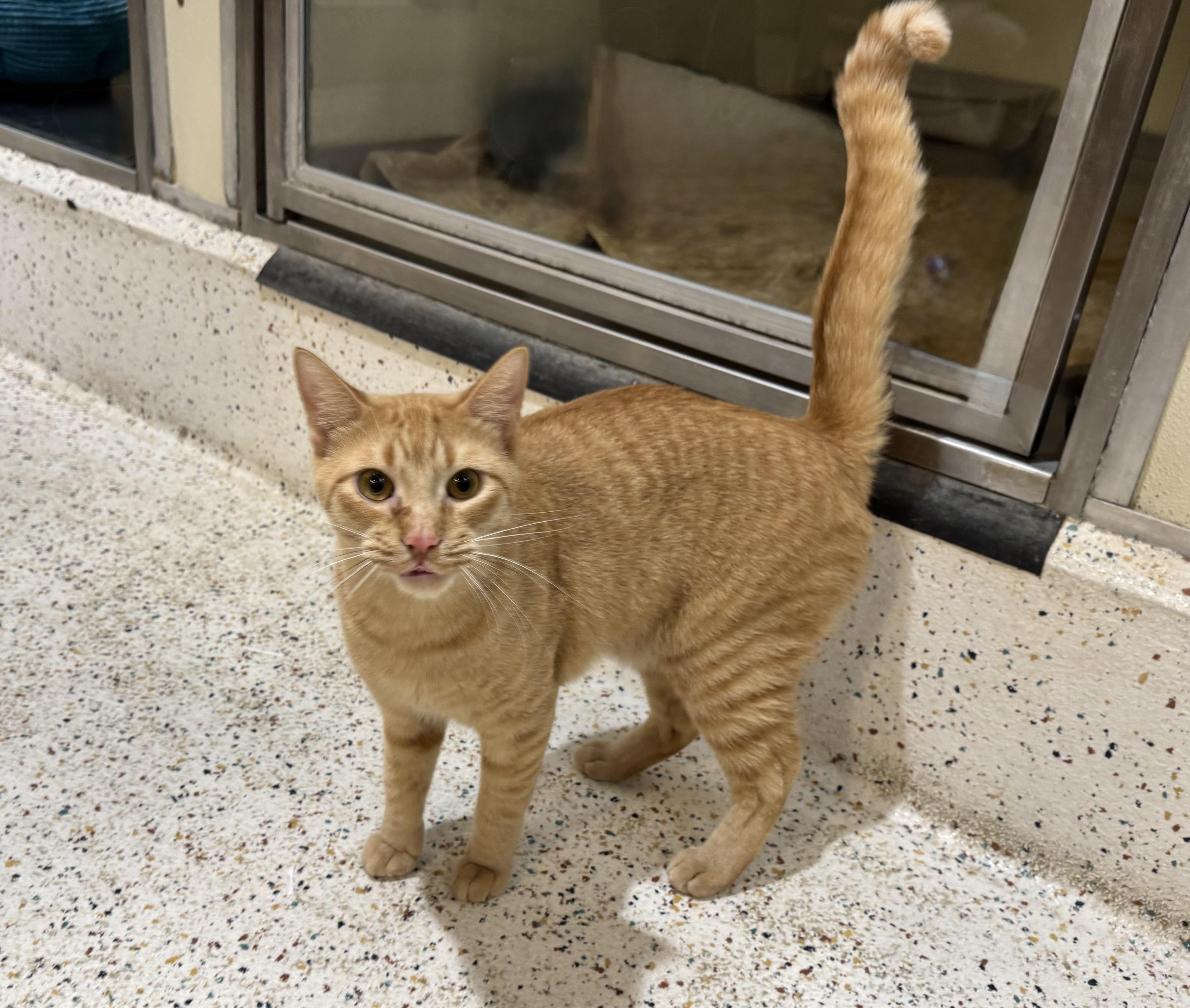 Enlarge Spice, a Adoptable Domestic Short Hair in Walker, MI image 6/6