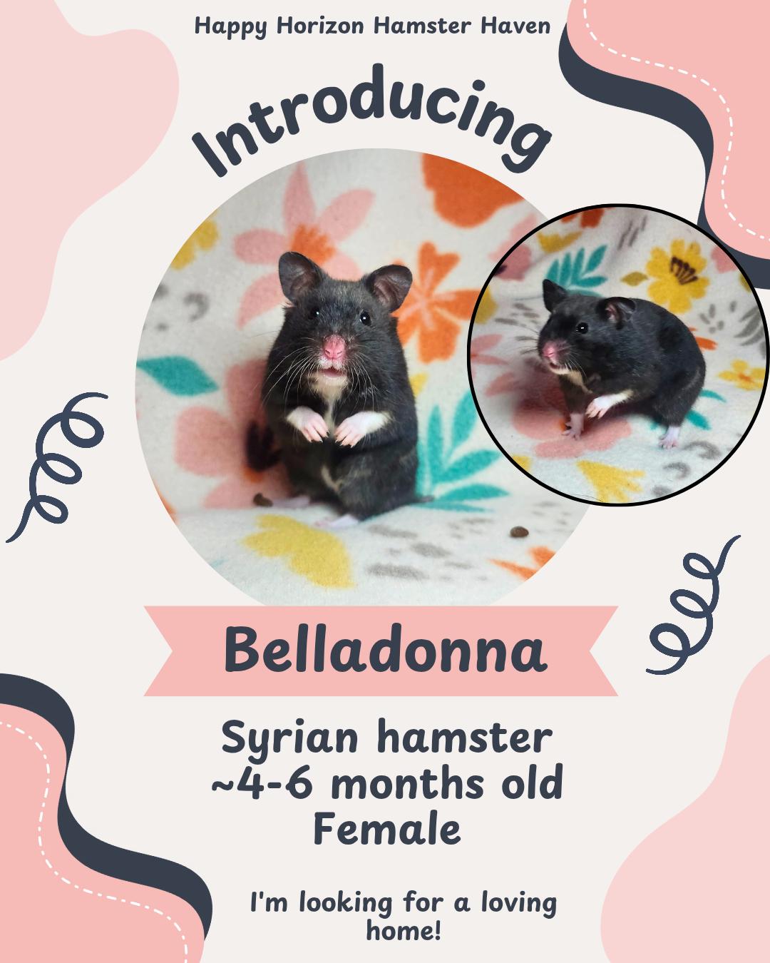 Enlarge Belladonna, a ADOPTABLE Hamster in West Chester, OH image 1/1