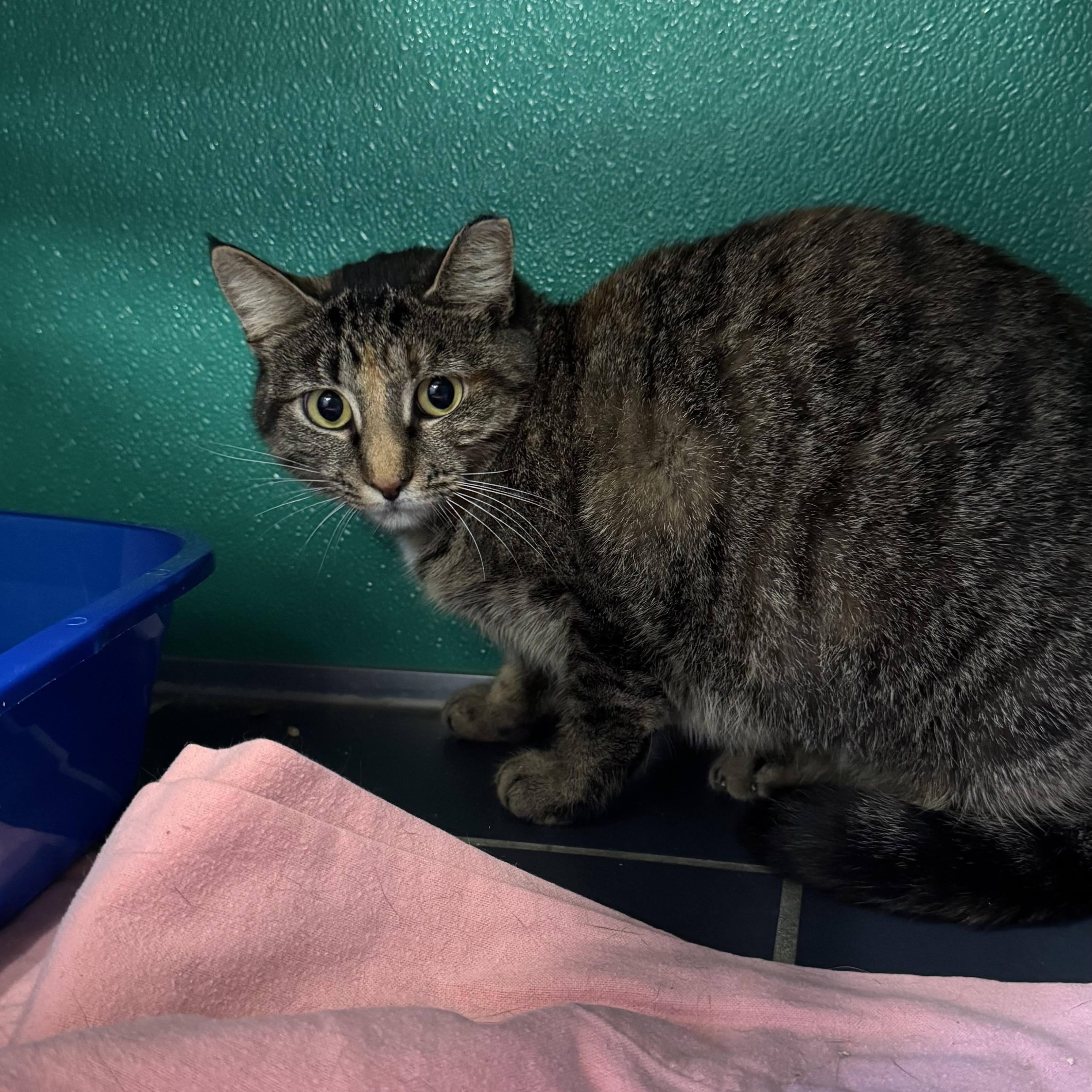 Lucy, ADOPTABLE, Adult Female Domestic Short Hair.