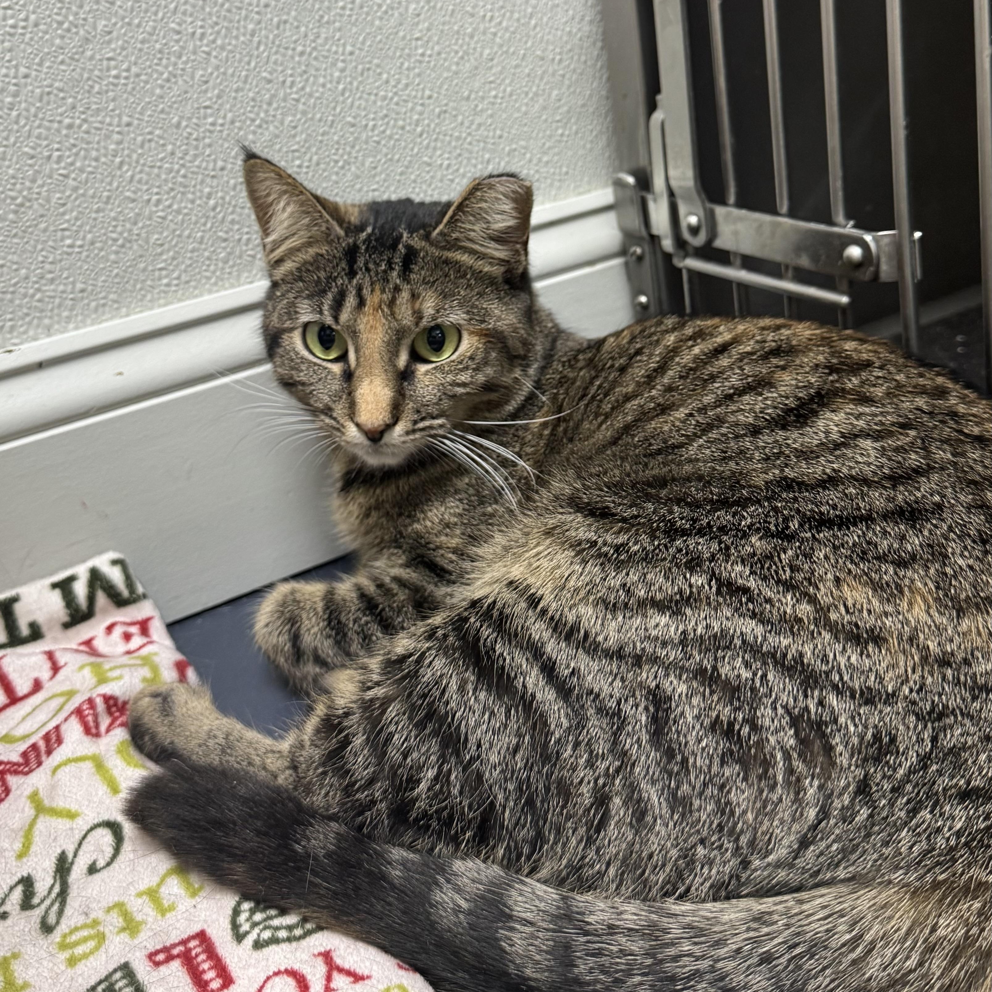 Enlarge Lucy, an adopted Domestic Short Hair in Fall River, MA image 2/3