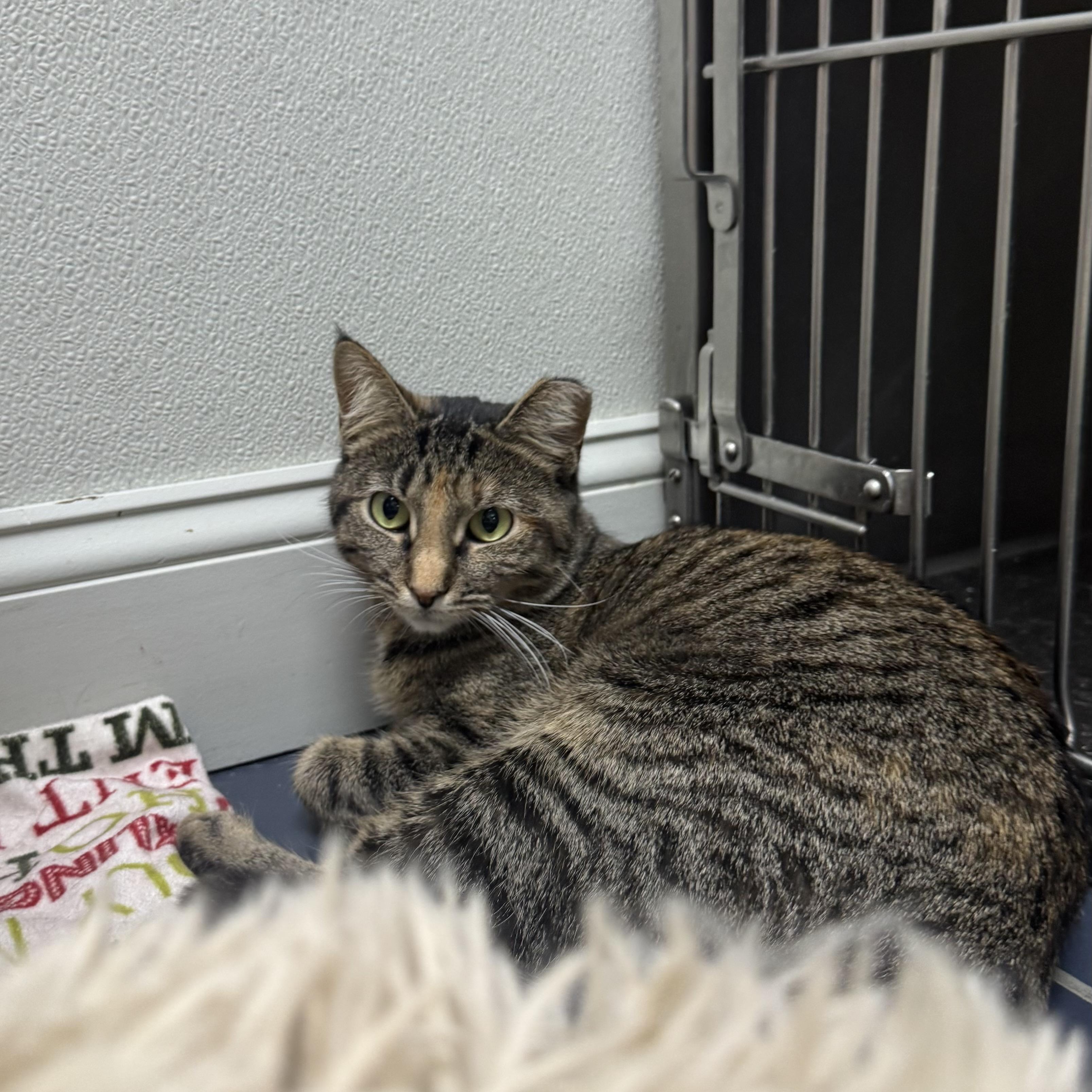 Enlarge Lucy, an adopted Domestic Short Hair in Fall River, MA image 3/3