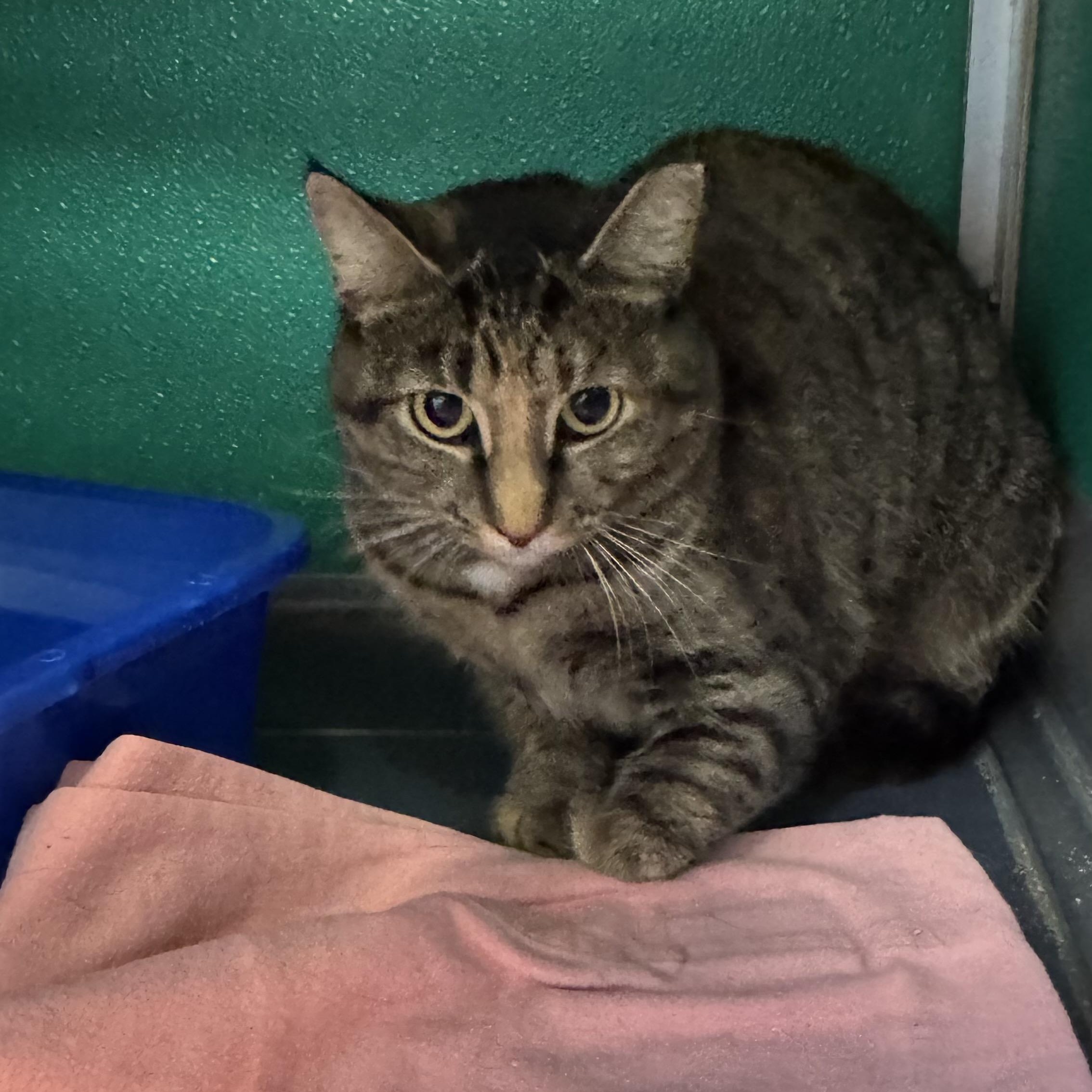 Enlarge Lucy, a ADOPTABLE Domestic Short Hair in Fall River, MA image 2/2