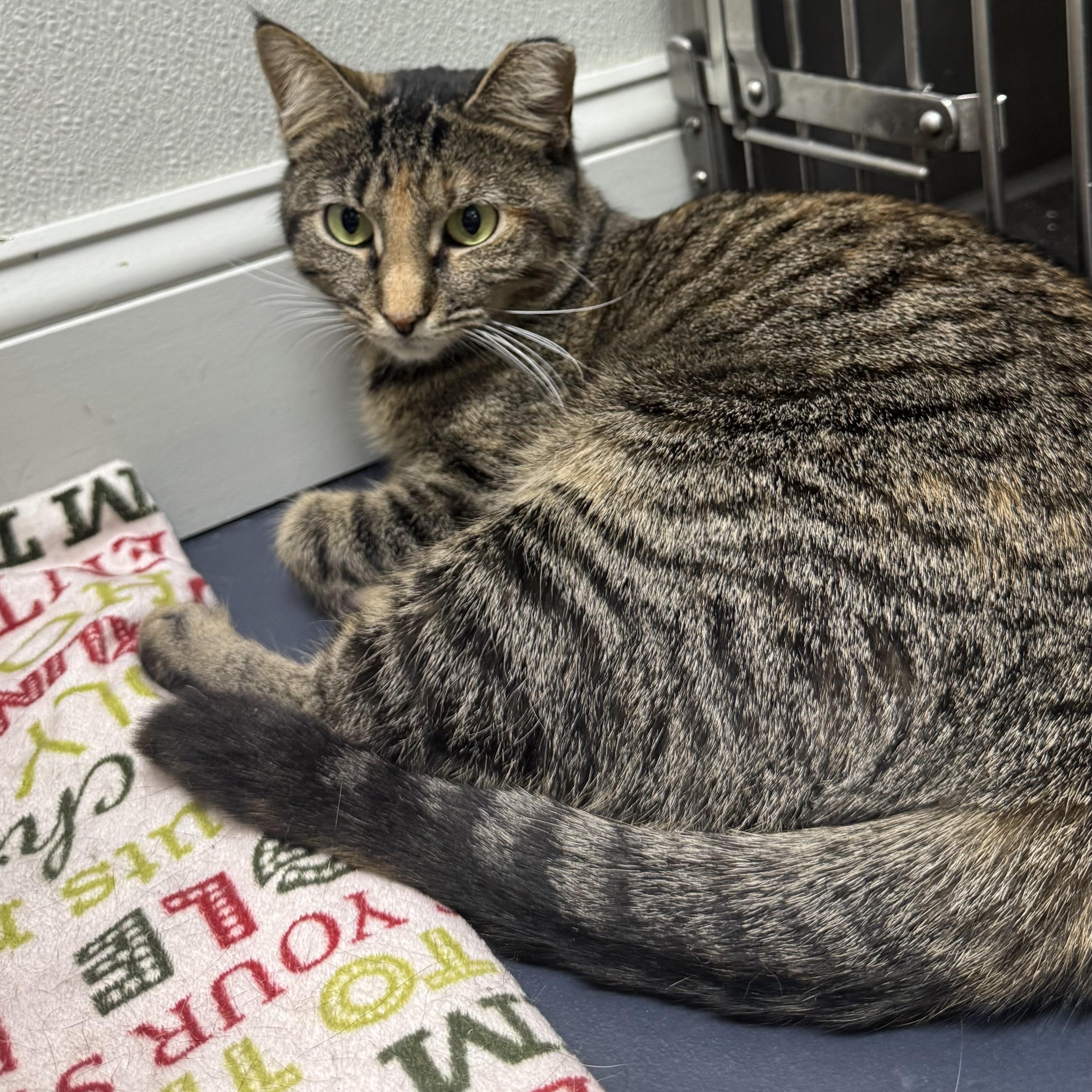 Enlarge Lucy, an adopted Domestic Short Hair in Fall River, MA image 1/3