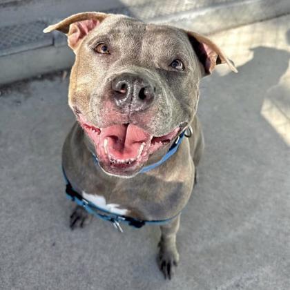 Sweets, Adoptable, Adult Female Staffordshire Bull Terrier & Mixed Breed.