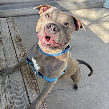 Enlarge Sweets, a Adoptable mixed breed in Richmond, VA image 2/3