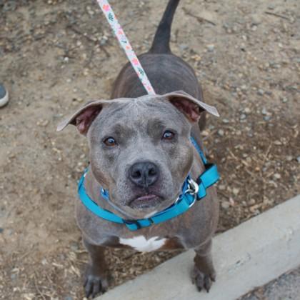Enlarge Sweets, a Adoptable mixed breed in Richmond, VA image 3/3