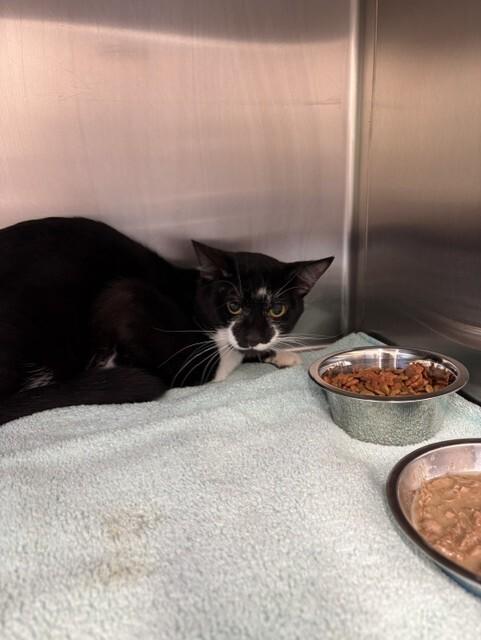 Mowgli, Adoptable, Adult Male Domestic Short Hair.