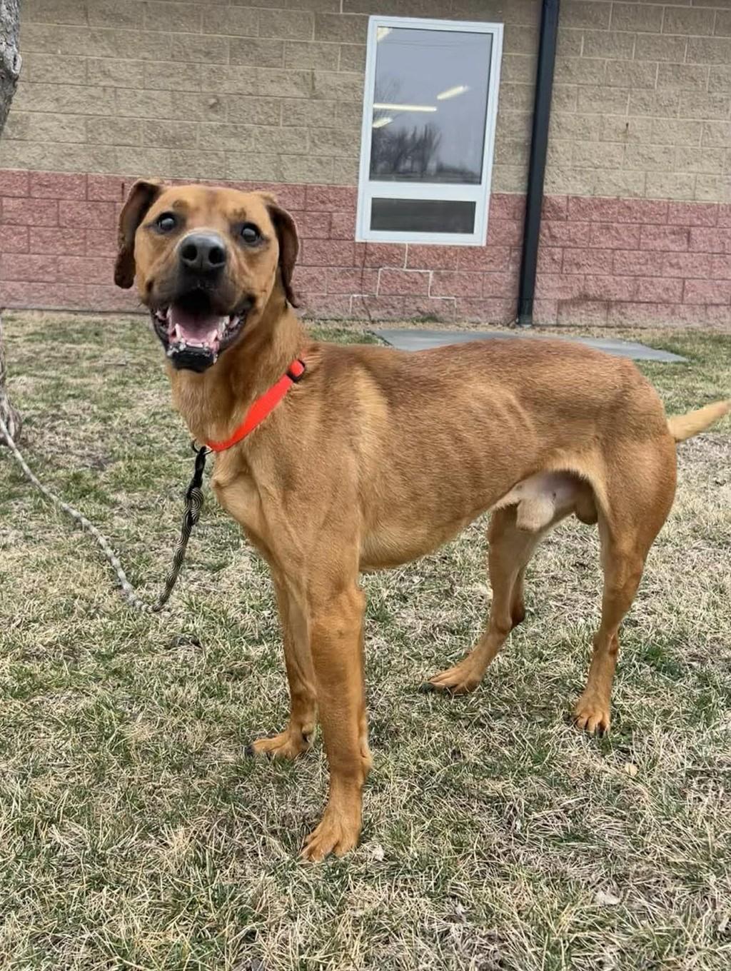 Enlarge Max / Maimillian, a ADOPTABLE mixed breed in Maryville, MO image 5/5