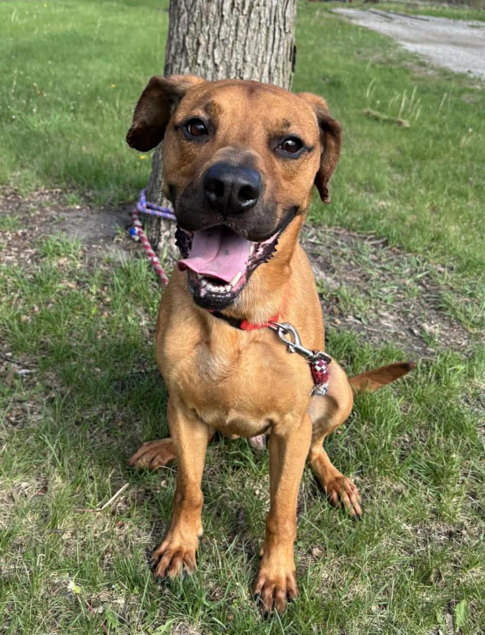 Max / Maimillian, ADOPTABLE, Adult Male Pointer & Labrador Retriever.