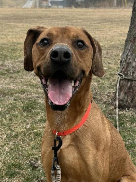 Enlarge Max / Maimillian, a ADOPTABLE mixed breed in Maryville, MO image 4/5