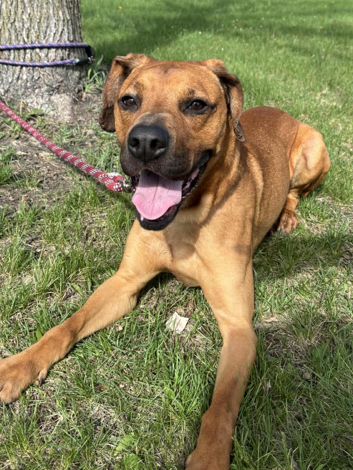 Enlarge Max / Maimillian, a ADOPTABLE mixed breed in Maryville, MO image 3/5