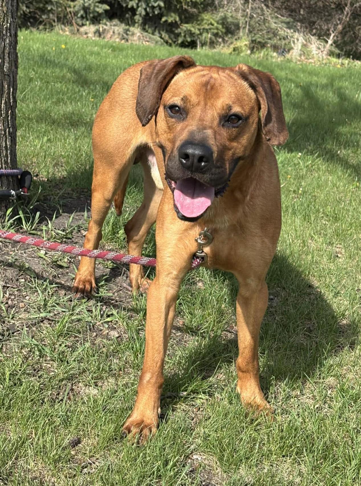 Enlarge Max / Maimillian, a ADOPTABLE mixed breed in Maryville, MO image 2/5