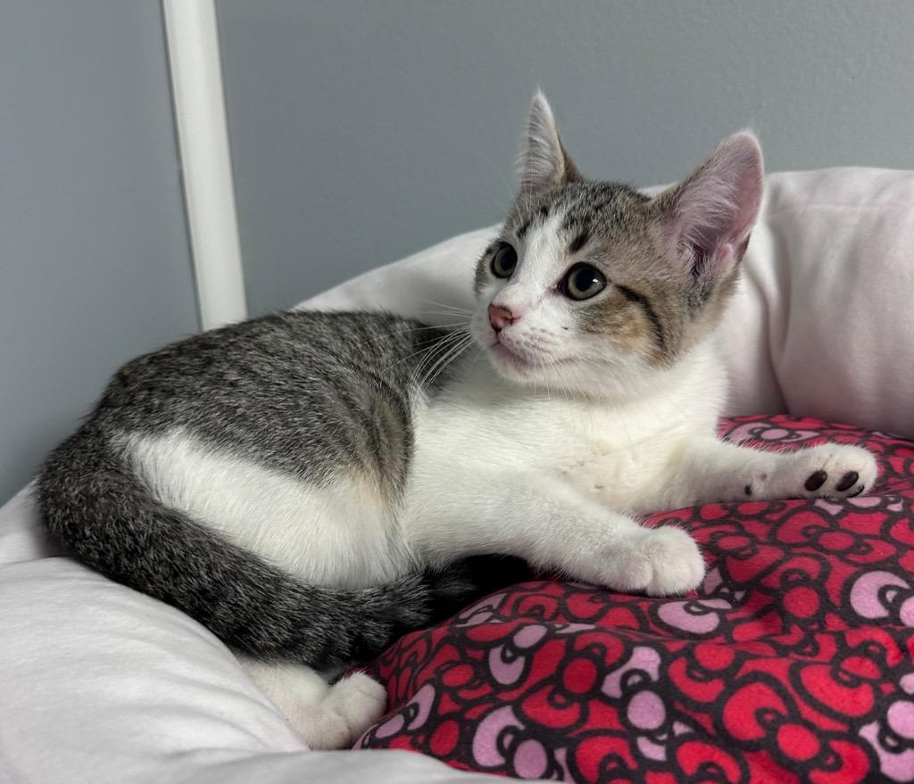 Ellie, Adoptable, Kitten Female Domestic Short Hair.