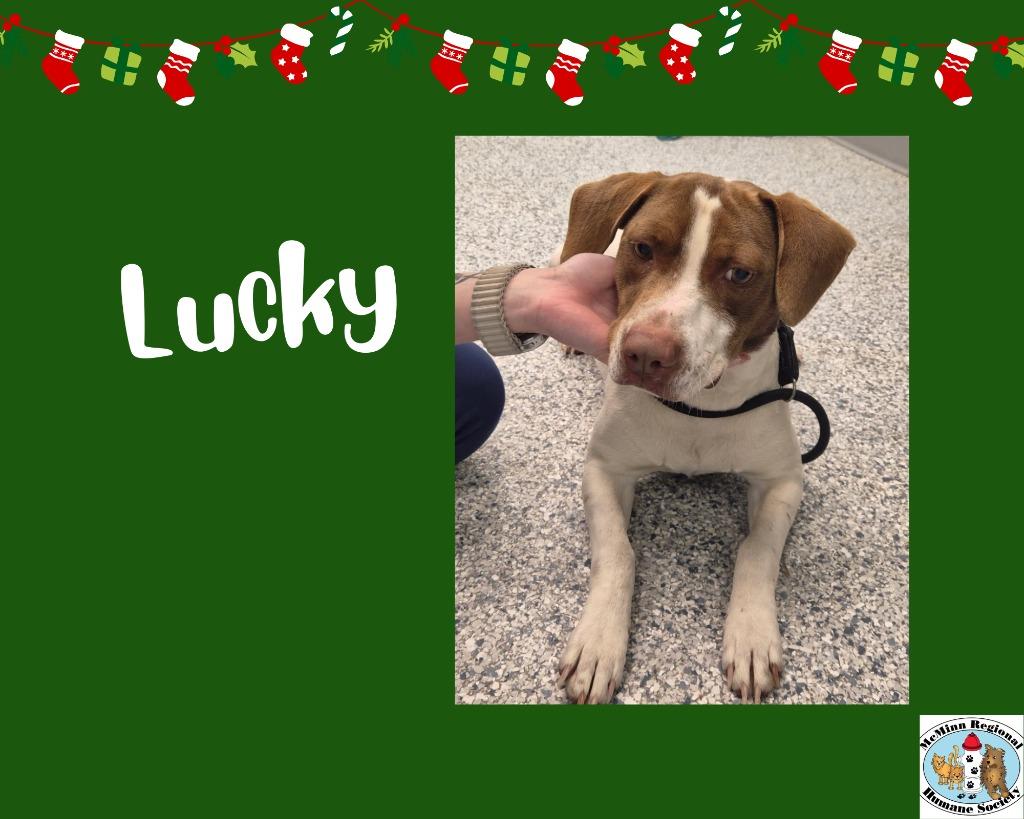 Lucky, Adoptable, Young Male Terrier.