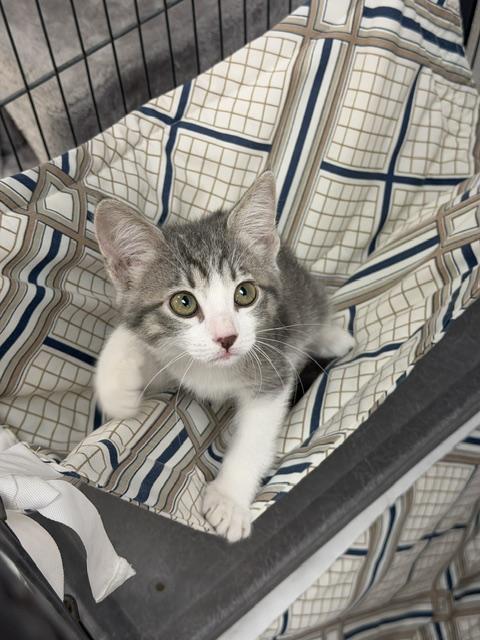 Billie, ADOPTABLE, Kitten Female Domestic Short Hair.