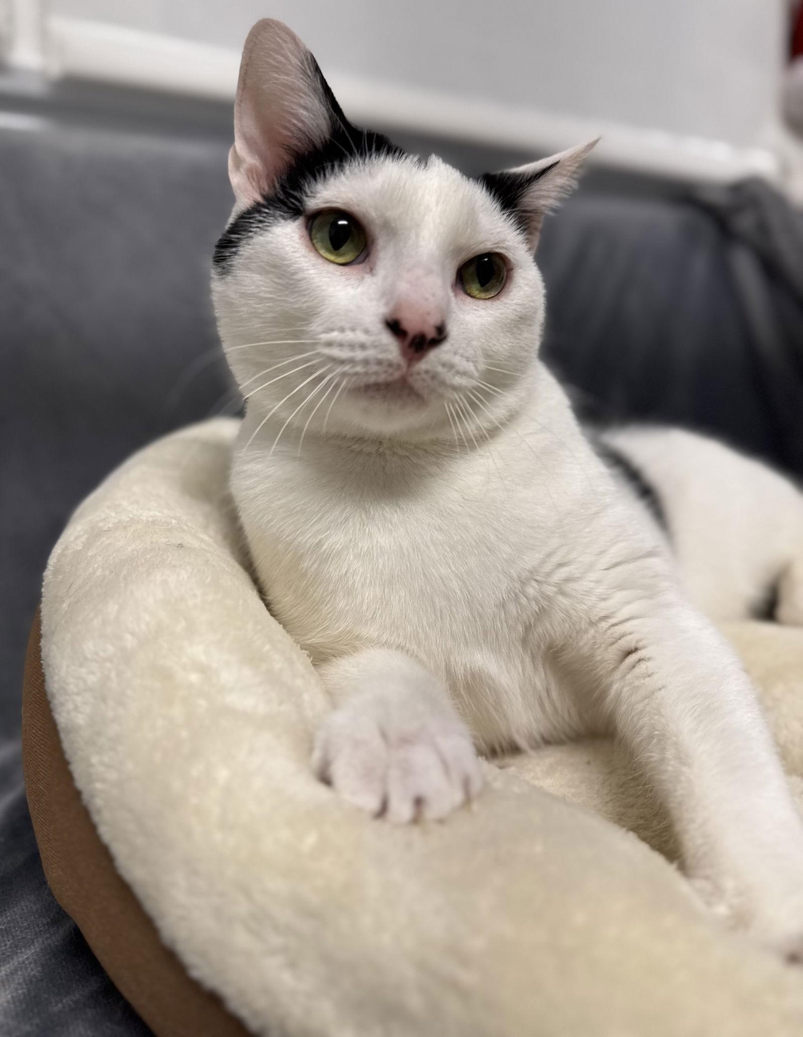 Enlarge Echo, a Adoptable Turkish Van in Palo Alto, CA image 1/3
