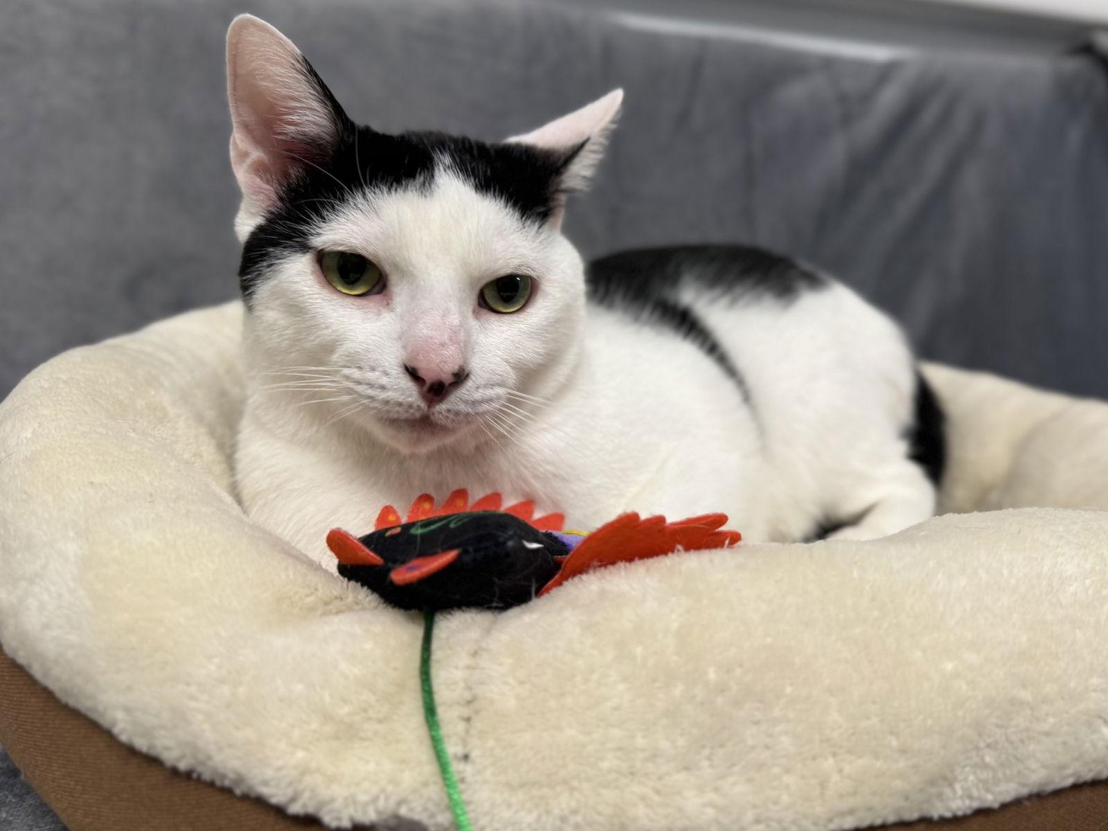 Enlarge Echo, a Adoptable Turkish Van in Palo Alto, CA image 2/3