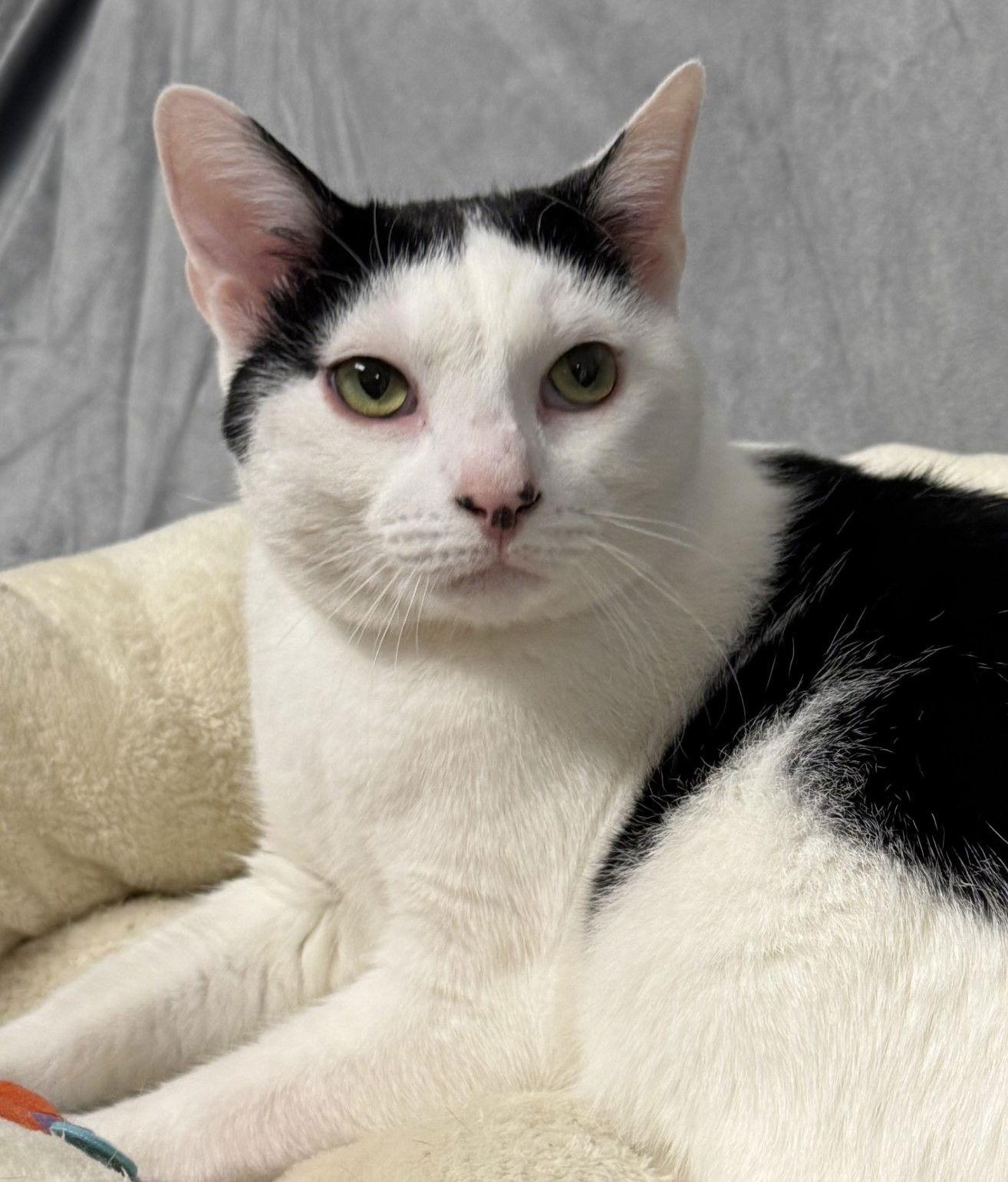 Enlarge Echo, a Adoptable Turkish Van in Palo Alto, CA image 3/3