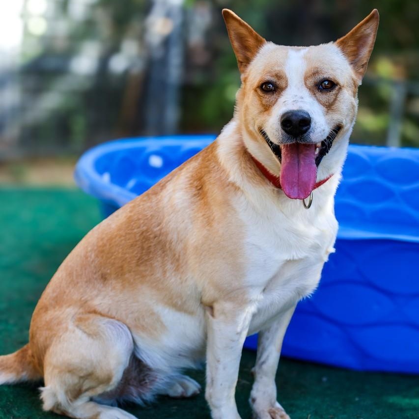 Enlarge Loretta, a Adoptable Cattle Dog in Mansfield, TX image 2/6