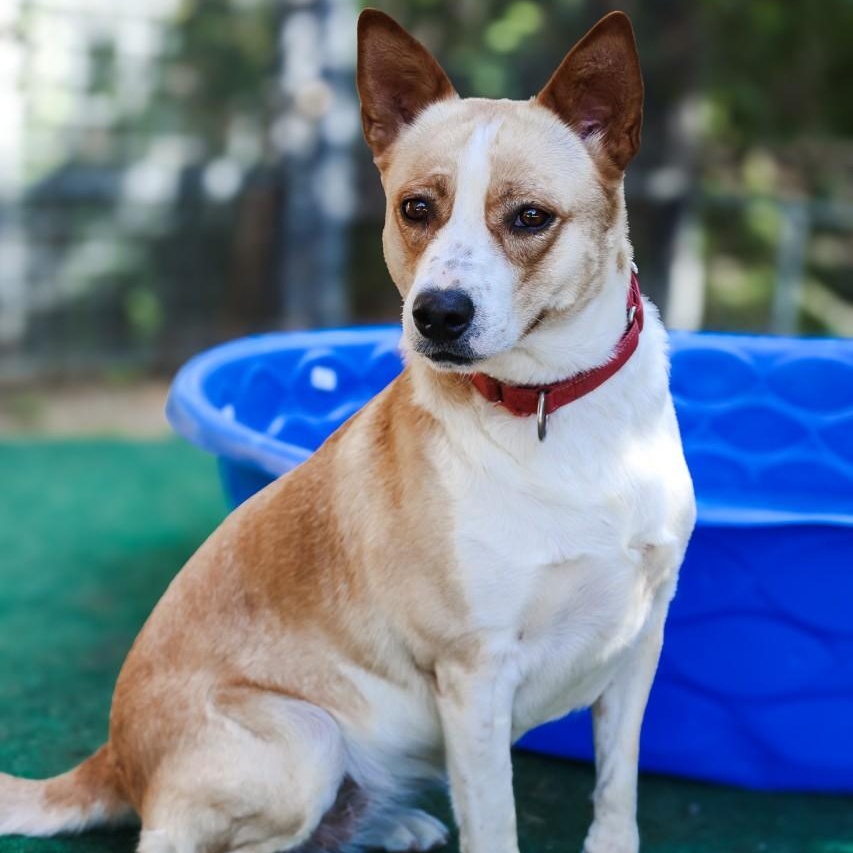 Enlarge Loretta, a Adoptable Cattle Dog in Mansfield, TX image 3/6