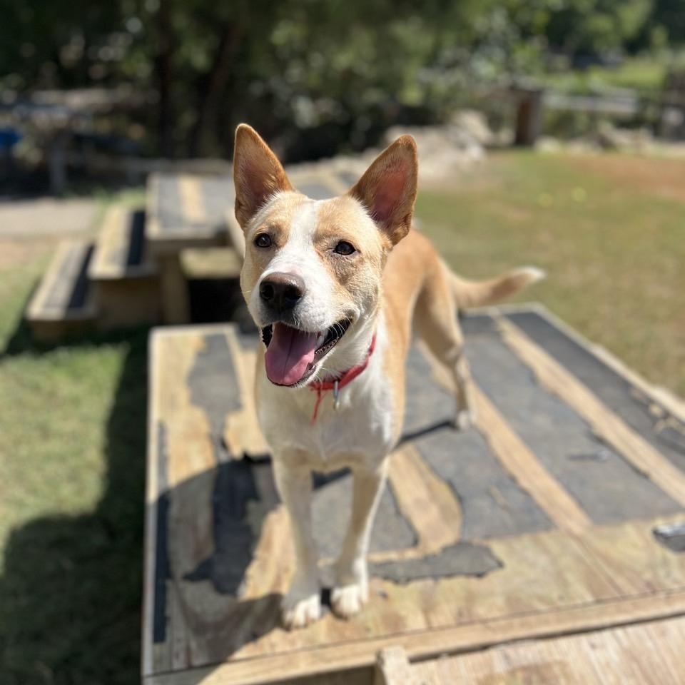 Enlarge Loretta, a Adoptable Cattle Dog in Mansfield, TX image 5/6
