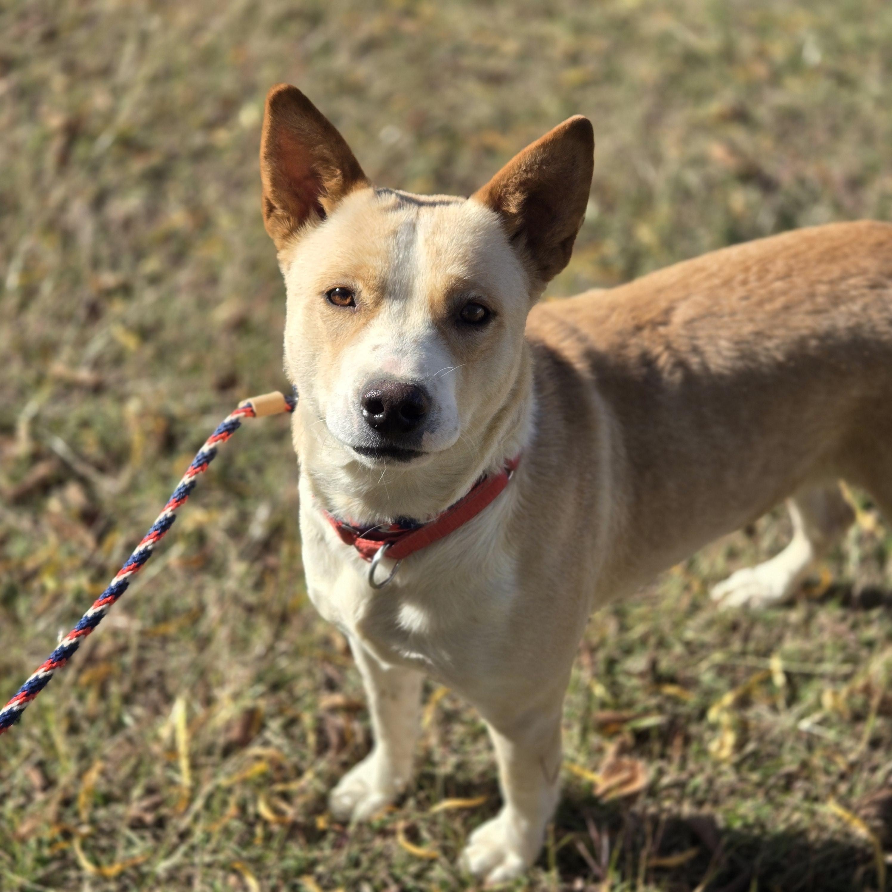 Enlarge Loretta, a Adoptable Cattle Dog in Mansfield, TX image 4/6