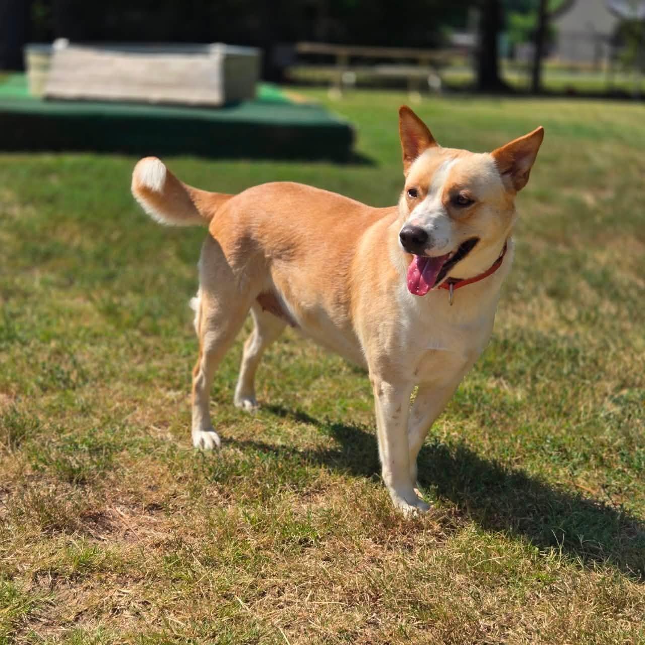 Enlarge Loretta, a Adoptable Cattle Dog in Mansfield, TX image 6/6
