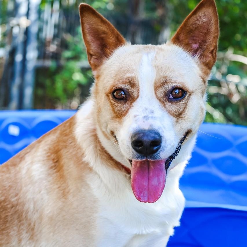 Loretta, Adoptable, Young Female Cattle Dog.