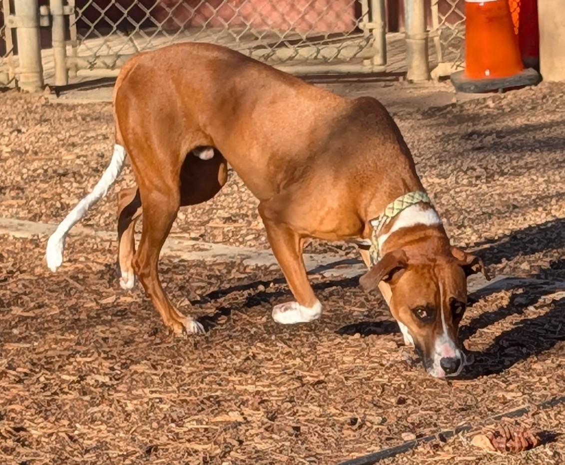 Enlarge Joey A200842, an adopted mixed breed in Plano, TX image 5/6